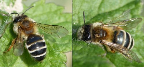 Réf. 179 904 : Andrena gravida